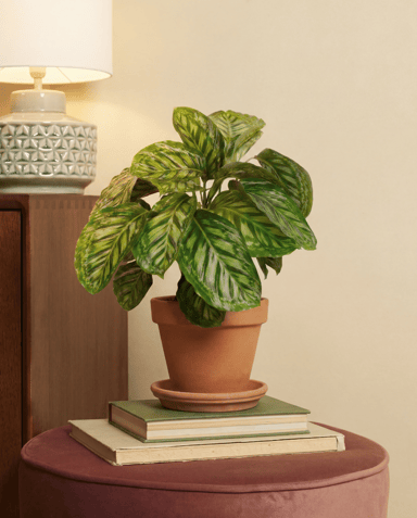 Calathea Prayer plant Flamestar