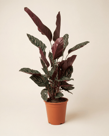 Calathea Pianta della preghiera Ornata