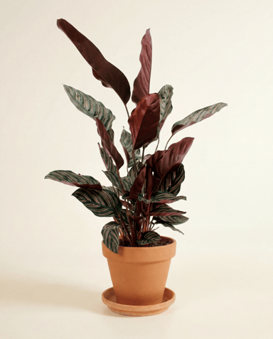 Calathea Pianta della preghiera Ornata