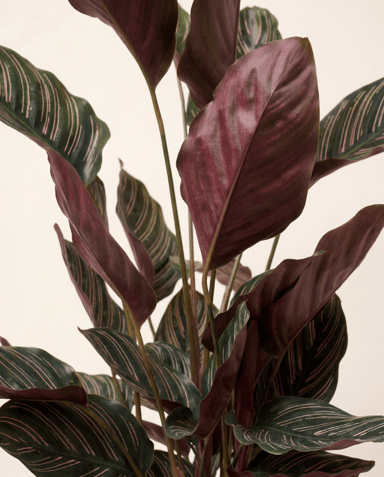 Calathea Pianta della preghiera Ornata