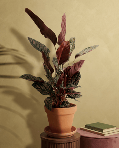 Calathea Pianta della preghiera Ornata