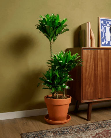 Dracaena Drachenbäume Compacta