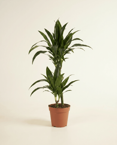 Dracaena Árbol del dragón Janet Craig