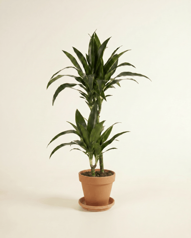 Dracaena Árbol del dragón Janet Craig
