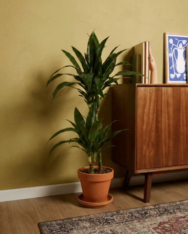 Dracaena Árbol del dragón Janet Craig