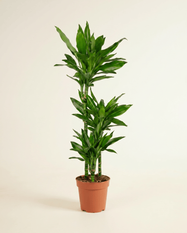 Dracaena Árbol del dragón Janet Lind