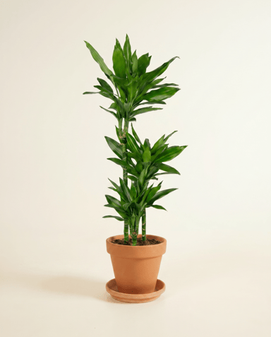 Dracaena Árbol del dragón Janet Lind