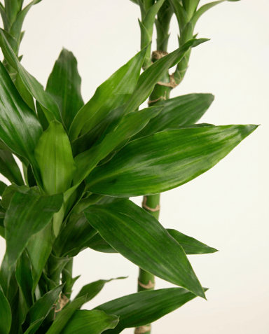 Dracaena Árbol del dragón Janet Lind