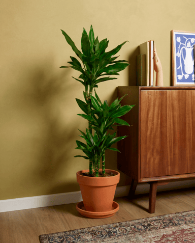 Dracaena Árbol del dragón Janet Lind