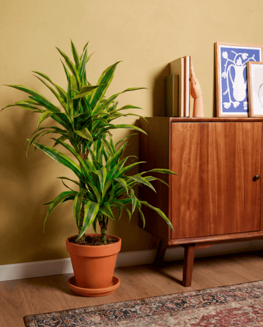 Dracaena Drachenbäume Lemon Lime