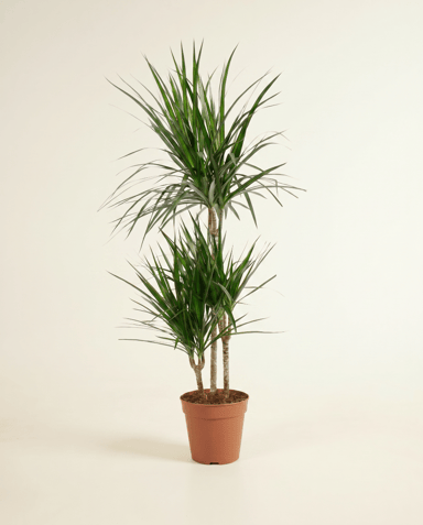 Dracaena Arbre dragon Marginata