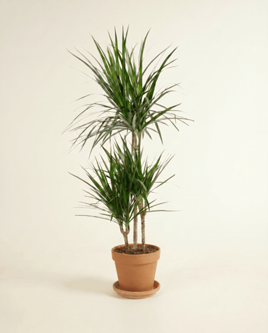 Dracaena Arbre dragon Marginata