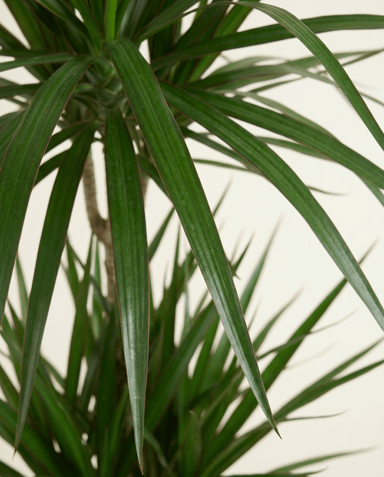 Dracaena Arbre dragon Marginata