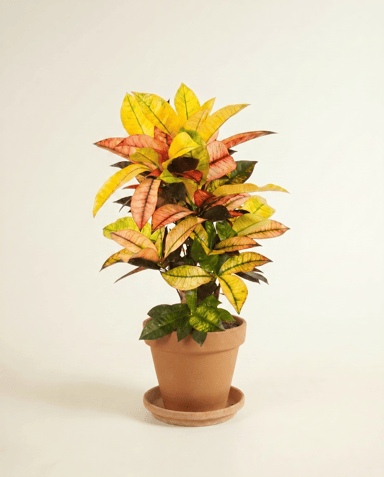 Codiaeum Kroton Variegatum Iceton