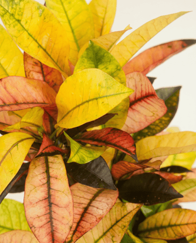Codiaeum Kroton Variegatum Iceton