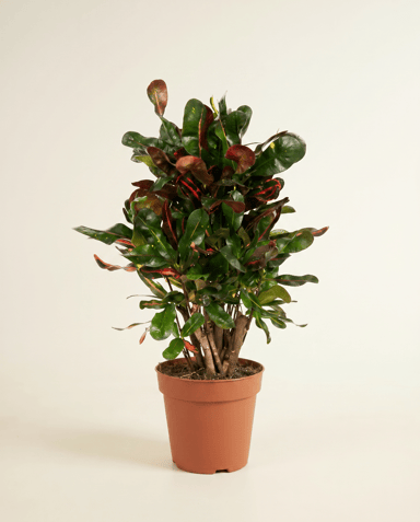 Codiaeum Croton Variegatum Mammi