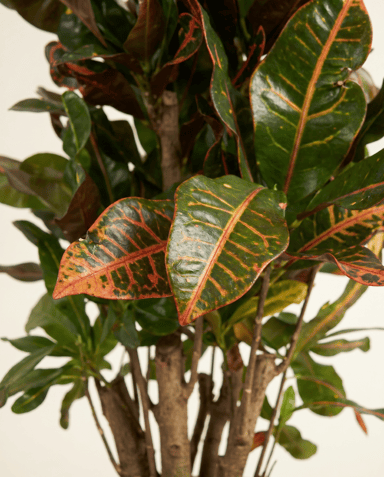 Codiaeum Croton Variegatum Mammi