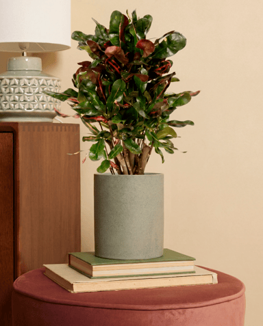 Codiaeum Croton Variegatum Mammi