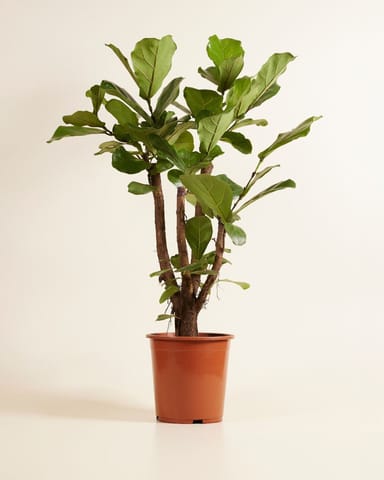 Ficus Rubberboom Lyrata Branched