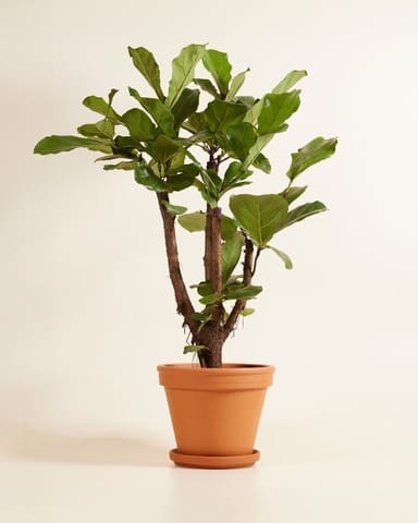 Ficus Rubberboom Lyrata Branched