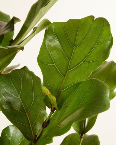 Ficus Rubberboom Lyrata Branched