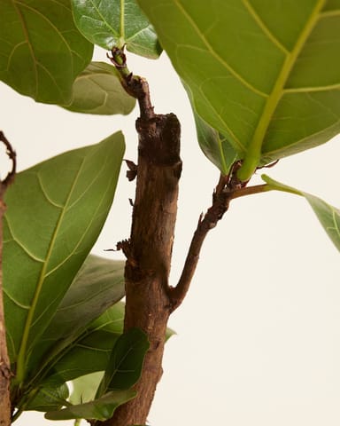 Ficus Rubberboom Lyrata Branched