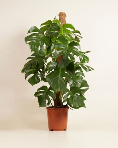 Monstera Pianta del pane americana Deliciosa
