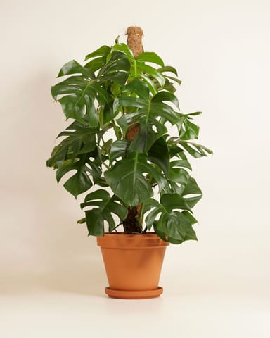 Monstera Pianta del pane americana Deliciosa