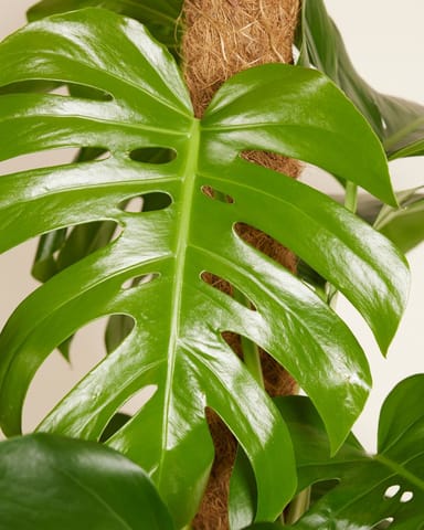 Monstera Pianta del pane americana Deliciosa