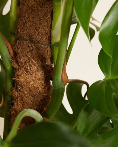 Monstera Pianta del pane americana Deliciosa
