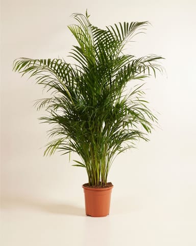 Dypsis Palma di Areca Lutescens
