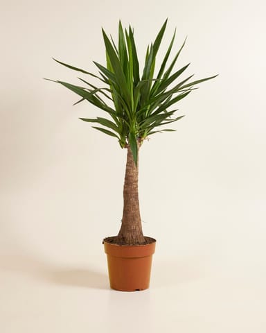 Elephantipes Palmlelie Yucca