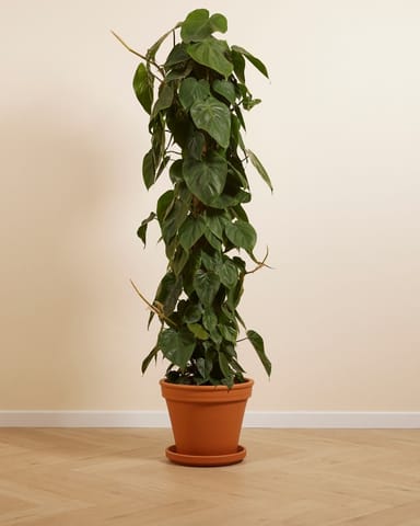 Philodendron Scandens