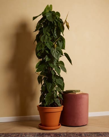 Philodendron Scandens