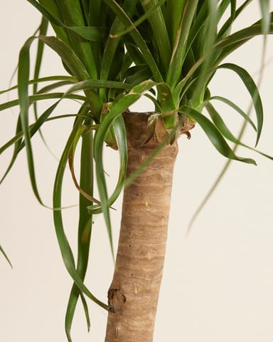 Beaucarnea Olifantpoot Recurvata