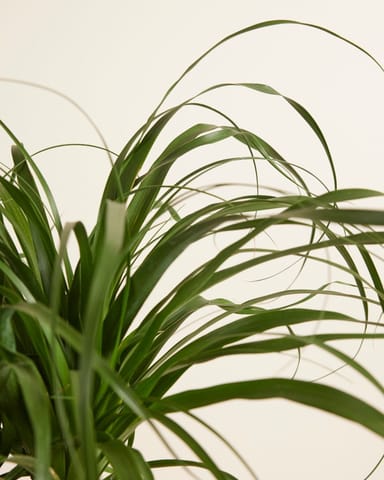 Beaucarnea Olifantpoot Recurvata