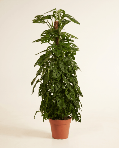 Monstera Adansonii Plante-gruyère Monkey Mask