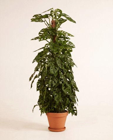 Monstera Adansonii Plante-gruyère Monkey Mask