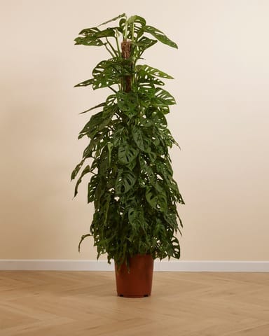 Monstera Adansonii Pianta del pane americana Monkey Mask
