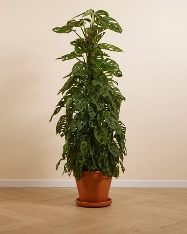Monstera Adansonii Pianta del pane americana Monkey Mask