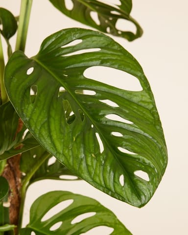 Monstera Adansonii Pianta del pane americana Monkey Mask