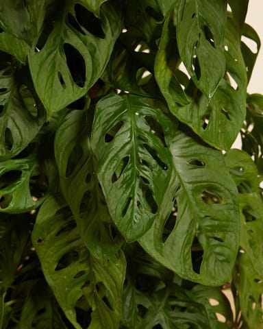Monstera Adansonii Pianta del pane americana Monkey Mask