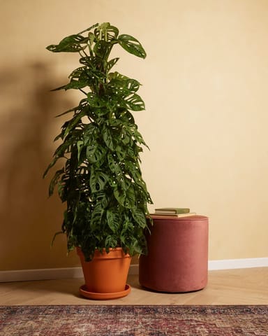 Monstera Adansonii Pianta del pane americana Monkey Mask