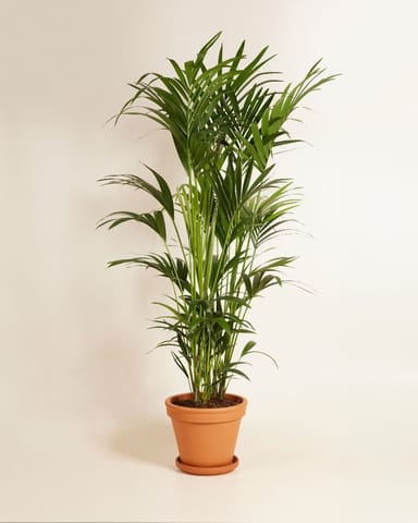 Kentia Howea Forsteriana Golden Cane Palm Kentia Palm