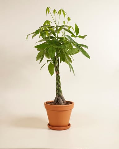Pachira Money tree Aquatica