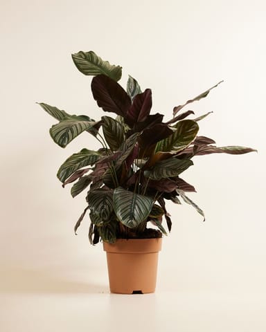 Calathea Pfeilwurze Ornata