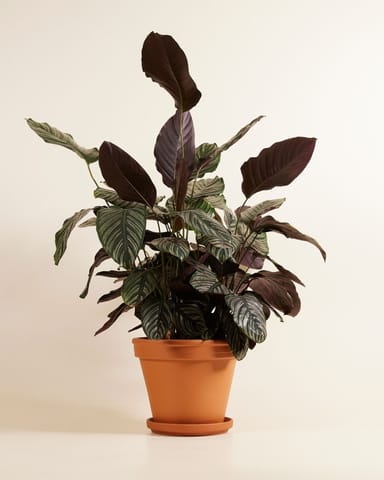 Calathea Pfeilwurze Ornata