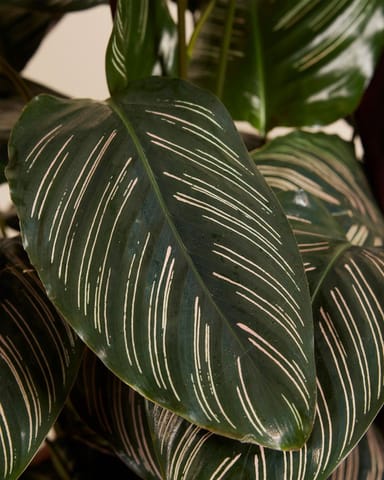 Calathea Pfeilwurze Ornata