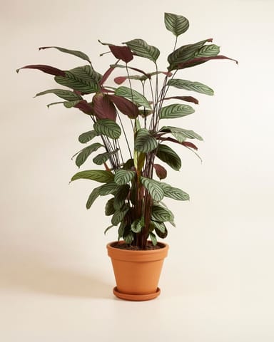 Calathea Pfeilwurze Oppenheimiana