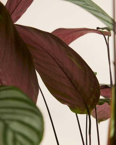 Calathea Pfeilwurze Oppenheimiana